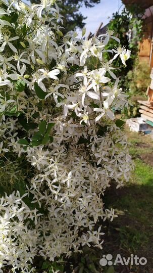 Клематис/спирея