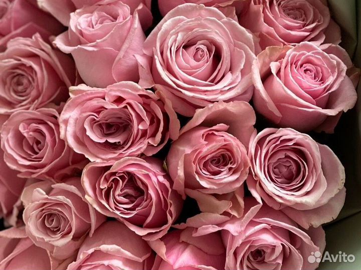 Розы Цветы Букеты 25 51 101
