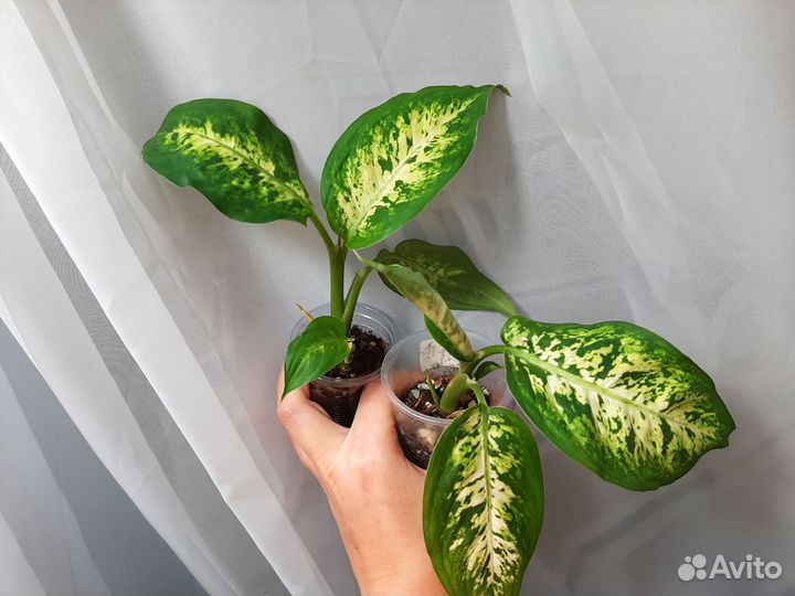 Комнатные домашние растения