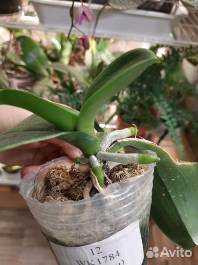 Орхидея фаленопсис Darwin