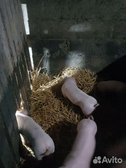 Поросенок ландрас+см,2 свинки