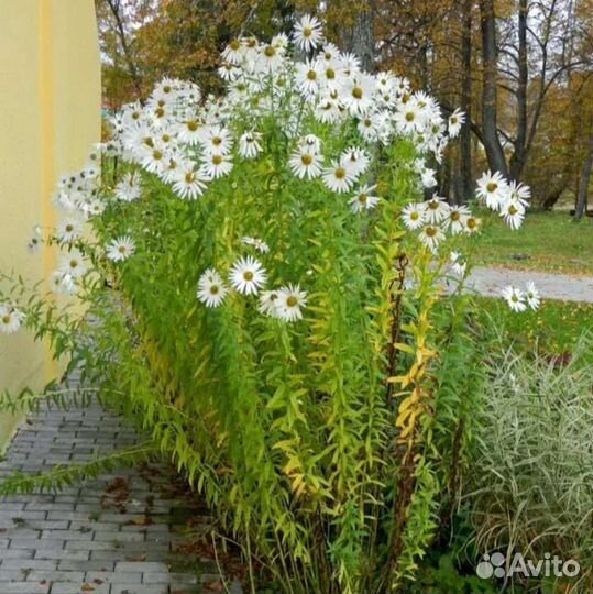 Ромашка осенняя высокая