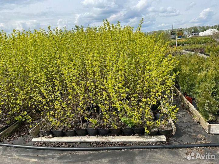 Пузыреплодник Luteus/100-125 см