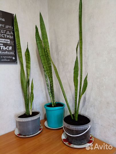 Сансевиерия (Щучий хвост)