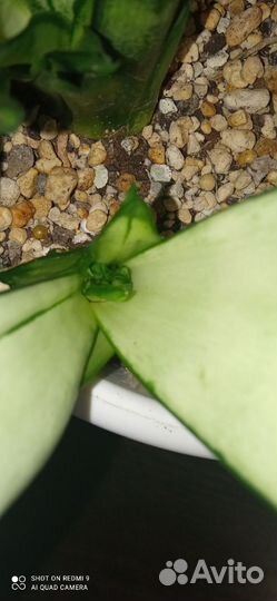 Сансевиерия