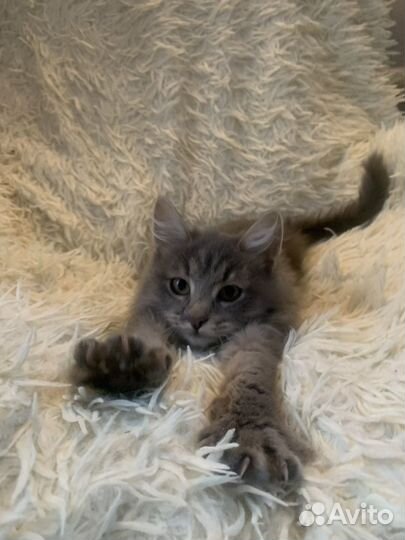 Домашние животные котята