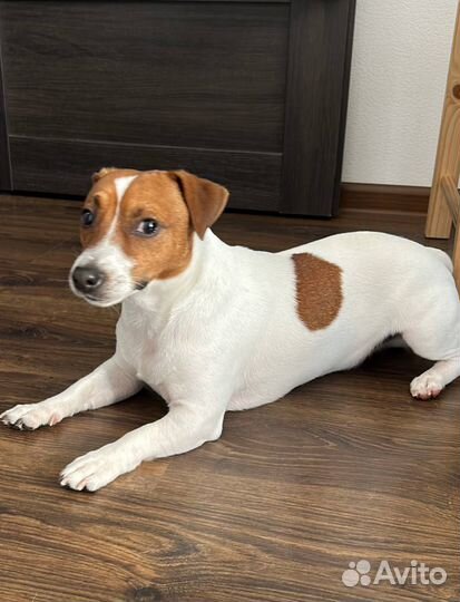 Передержка животных