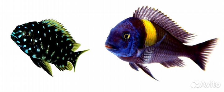 Аквариумные рыбы. Фильтры аквариумные