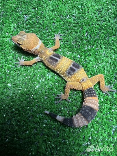 Эублефар (геккон) ящерица