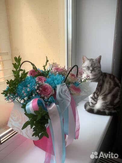 Шотландский кот