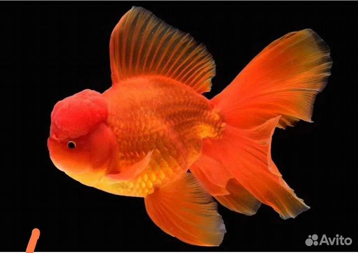 Оранда красная 5см купить в магазине ассортимент