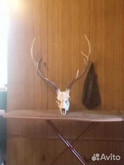 Оленьи рога