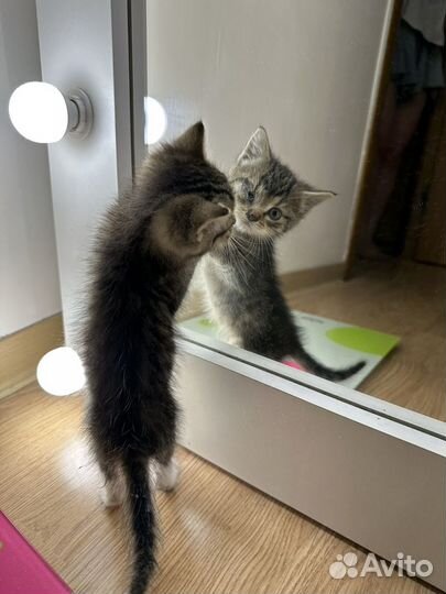 Котенок в добрые руки