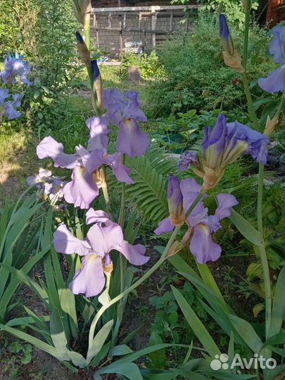 Цветы многолетники