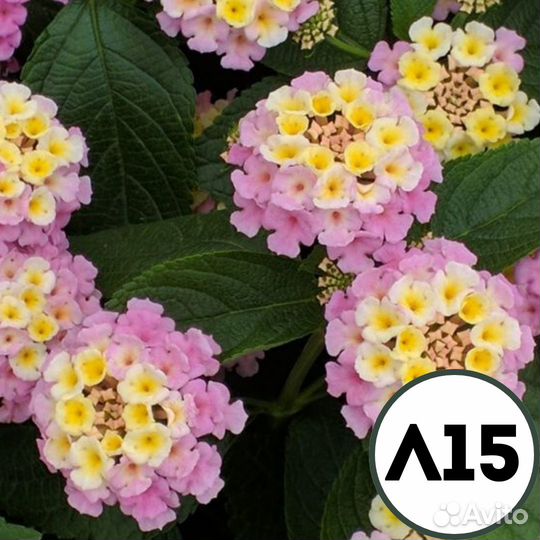 Саженцы лантаны