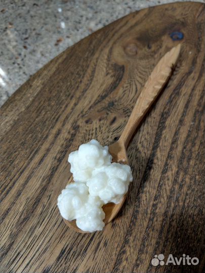 Кефирный тибетский молочный гриб