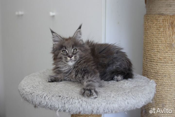 Котик мейн-кун из питомника