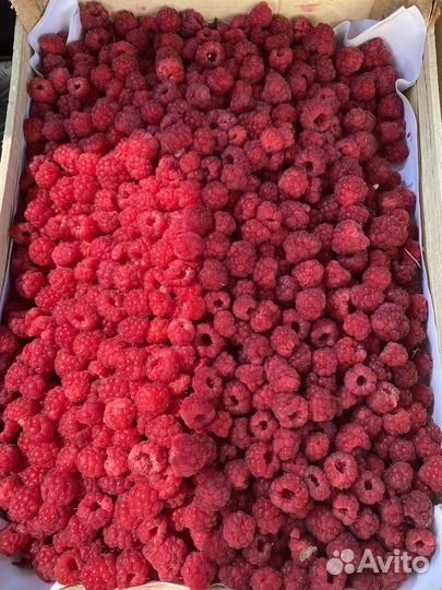 Клубника с Киргизия