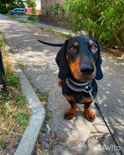 Вязка кобель такса