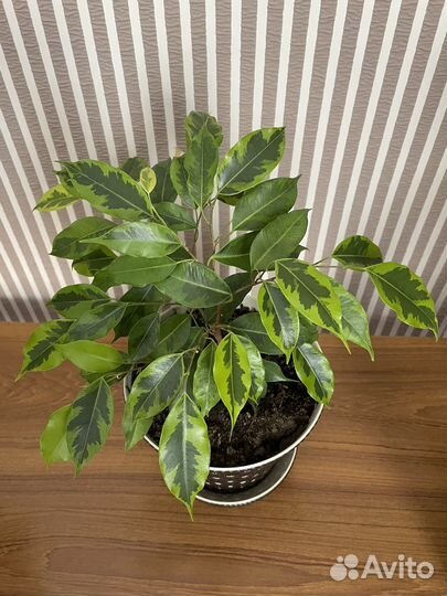 Фикус Бенджамина Регидан