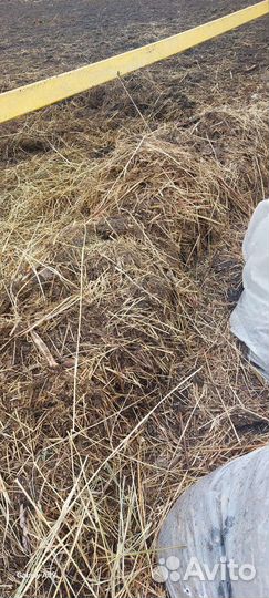 Сено перегной для тёплых грядок