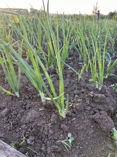 Участок 20 сот. (ИЖС)