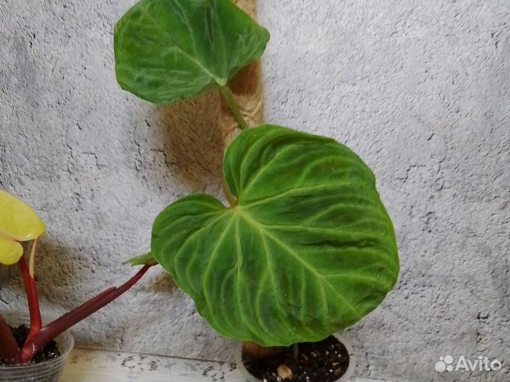 Филодендрон 2