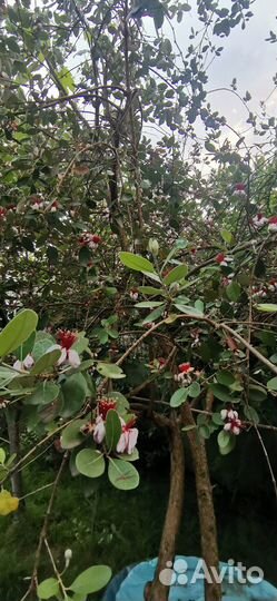 Фейхоа и мушмула