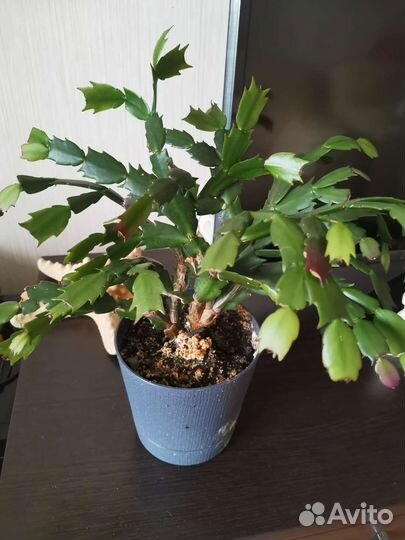 Цветок декабрист