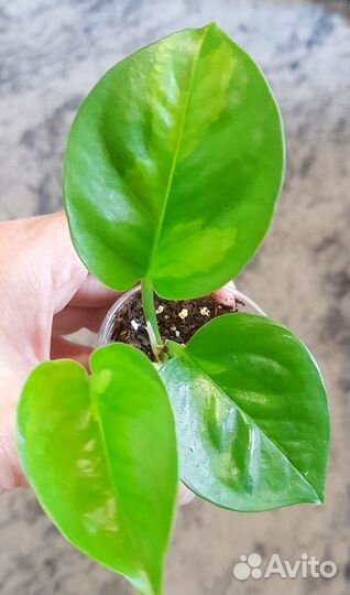 Сциндапсус (эпипремнум)