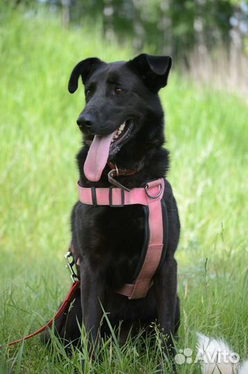 Собака из приюта ждёт хозяина