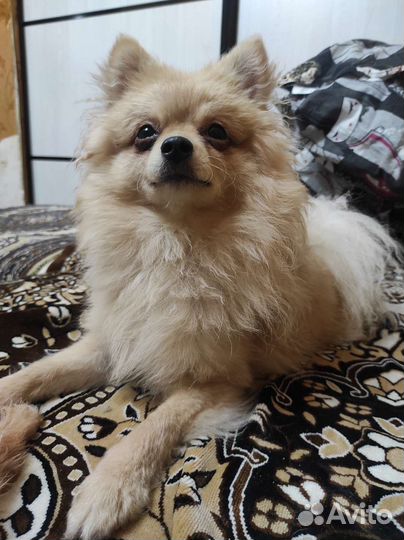 Померанский шпиц девочка.Ищем жениха на вязку