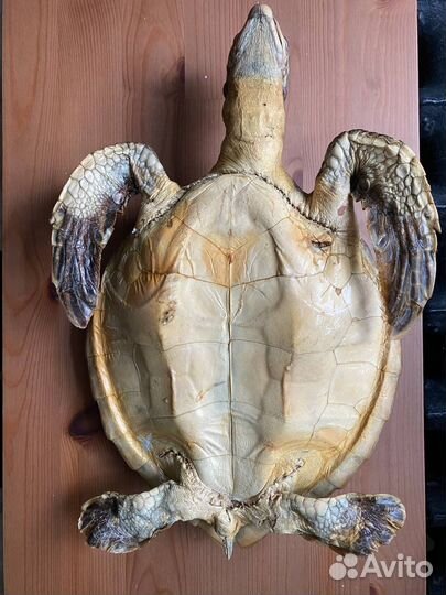 Чучело черепахи, морская черепаха