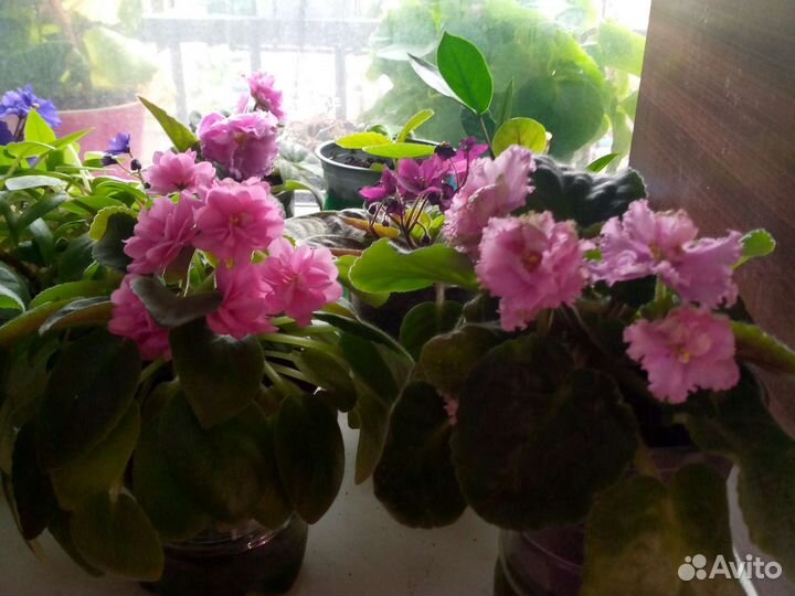 Глоксиния махровая, фиалки, бальзамины, бегонии