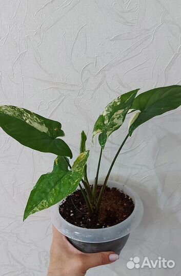 Сингониум imperial еллоу