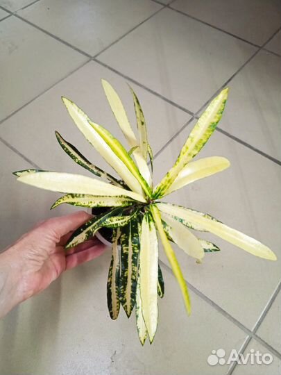 Кротоны разные