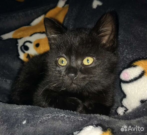 Отдам в дар котёнока в добрые руки