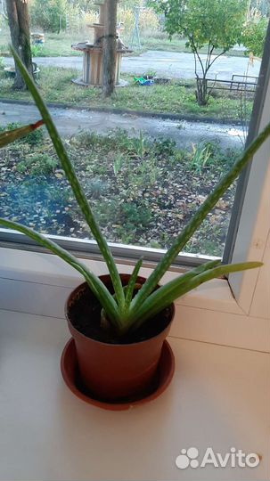 Комнатные растения