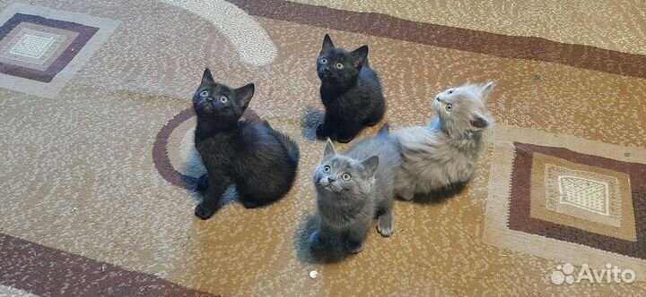 Котята бесплатно