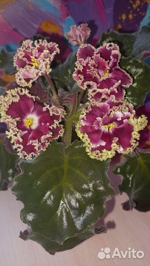 Фиалки сортовые