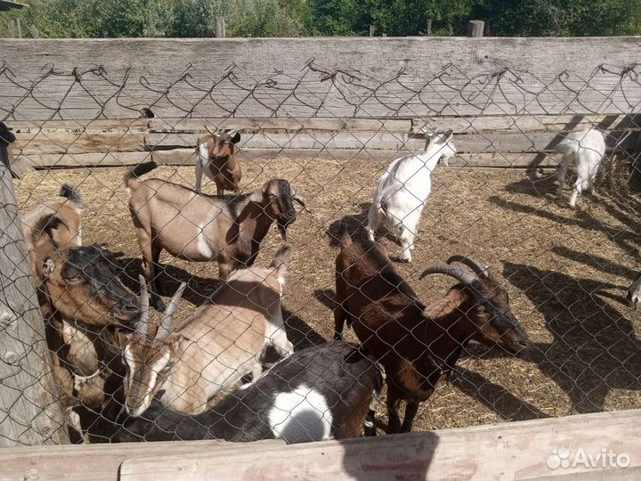 Продаются Козы