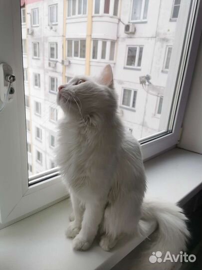 Кот, похожий на турецкую ангору