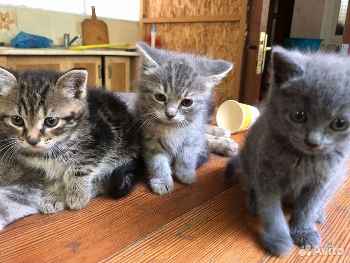 Отдам котенка в добрые руки