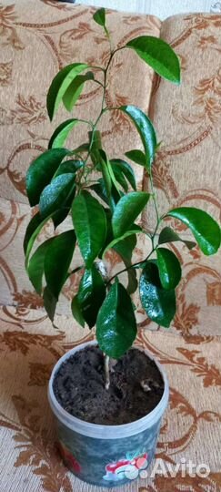 Мандариновое дерево