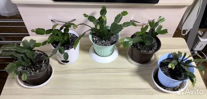 Замиокулькас, фиалки, домашние цветы