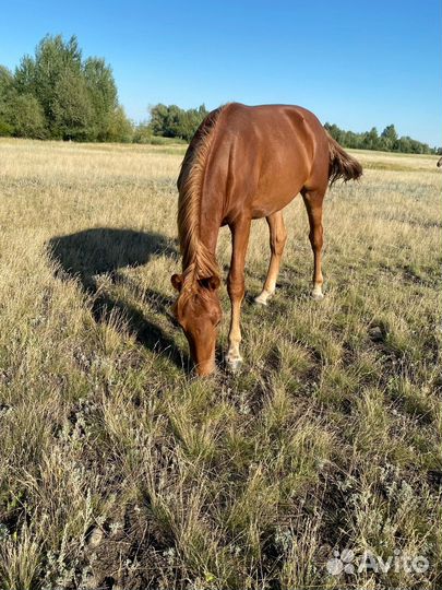 Конь донской породы