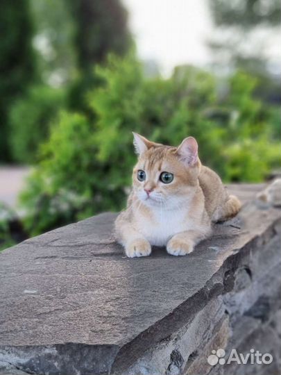 Кошка золотая шиншилла с документами