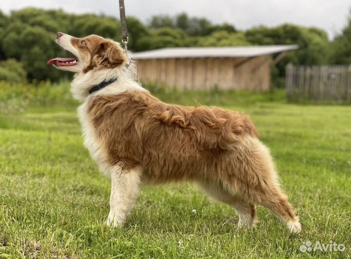 Прекрасный щенок (ауссии, австралийская овчарка)