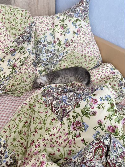 Котенок мальчик