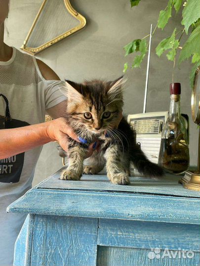 Сибирский котенок мальчик